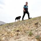 Ken Fergusson inspects his dry Dunback farm with his dog Cruise. The drought was a 'double whammy...