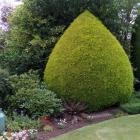 Kevin Doherty is responsible for the beautifully clipped conifers. Photos by Gillian Vine.