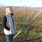 Kingsmill Wines Ltd co-owner Donna Abrams inspects damage to metal vineyard stakes bent by strong...