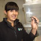 Kiwi Birdlife Park assistant manager Nicole Kunzmann holds an Otago skink. Photo by Christina...