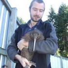 Kiwi Birdlife Park wildlife manager Paul Kavanagh prepares to put kiwi Nyoni into a travel box...