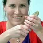 University of Otago zoology research assistant Dr Erin Damsteegt moves a giant kokopu fish into...
