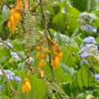 Kowhai and Chatham Island forget-me-nots. Photo by Gerard O'Brien