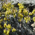 Kowhai trees, like these pictured in the Cromwell Gorge, are being restored on Feehly Hill, in...