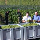Kurow Estate winemaker Andy Nicole (left) and vineyard manager Renzo Mino check the first grapes...