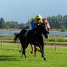 Lady Bellevue (ridden by Ashley Frye) pulls away to win the 2 and 3yr-old 1200m at Wingatui...