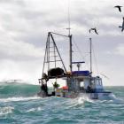 Mollymawks soar above the Lady Ann commercial fishing boat as skipper Tony Edmonds crosses the...