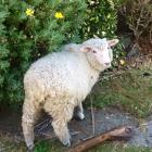Larry the lamb. Photo supplied