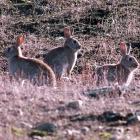 Laws prohibiting the sale of rabbit meat should be overturned, allowing a growing demand to be...