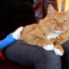 Lazarus the cat relaxes in his new home on the Otago Peninsula last night. Photo by Linda Robertson.