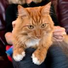 Lazarus, the ginger-haired cat, who became an internet star after SPCA Otago used Givealittle and...