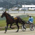 Live Or Die colt Gerald will start at Winton this weekend after running second at the Forbury...