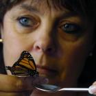 Liz Lammers feeds the monarch butterfly which has made its home in her Dunedin living room. Photo...