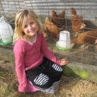 Lucy Jackson (5) checks on the chooks at Flag Swamp School. Photo by Flag Swamp School.
