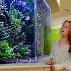 Maggie Hepburn (8), of Dunedin, enjoys the tropical fish tank in the children's ward at Dunedin...