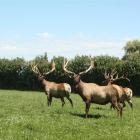 Magnificent trophy elk on Tom May's Mayfield Elk Farm, near Winton. Photo supplied.