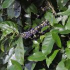 Mahoe, <i>Melicytus ramiflorus</i>. Photo by Gerard O'Brien.