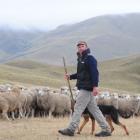 Maniototo farmer Philip Smith herds a mob of 2700 sheep to Mt Buster, in the background, for...