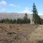 Many trees bordering Cardrona Valley Rd near the entrance to Wanaka have been felled recently....
