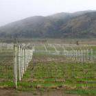 Maori Point vineyard.
