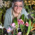 Margaret Harper admires some of the orchids she will display at the North Otago Orchid Club show...