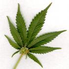 marijuana_leaf_jpg_4c61deb53f.jpg