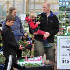 Mark and Kereen Power buy strawberry plants at Nichol's Garden Centre in Dunedin yesterday, with...