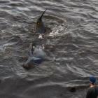 Mark Shaw (left), Michael Brown and another onlooker look out for a pilot whale that came inshore...