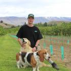 Marking a milestone . . . Webb's Fruit current owner Simon Webb and dogs Moffy, back, and Nato...