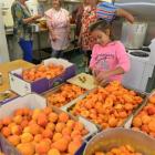 Maruia Vaitupu-Bachop (10), of Normanby, prepares hundreds of Central Otago apricots for jam and...