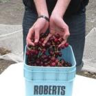 Matthew Ryley, of Earnscleugh, yesterday displays some freshly picked cherries grown on the H....