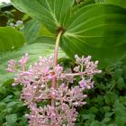 Medinilla multiflora. Photo by Gerard O'Brien.