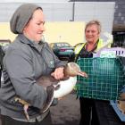 Mel Young unloads a yellow eyed penguin which was flown from Palmerston North to Dunedin today...
