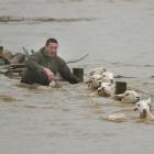 Michael Gorinski wades after ewes struggling in the flooded Taieri River yesterday. Photos by...