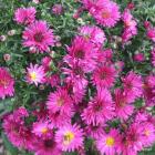 Michaelmas daisies are good autumn flowers for the south. Photos: Gillian Vine