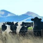 Milk production is expected to rebound after last season's drought, compounding gains for farmers...