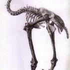 A moa skeleton. Photo from the ODT files.