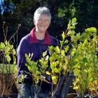 Moira Parker checks on the progress of plants at the Yellow-eyed Penguin Trust nursery. Photo by...