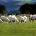 more_than_half_of_sheep_and_beef_farmers_expect_th_50cd5acd96.JPG