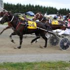 Motu Speedy Star (inner) wins the Kurow Cup at Oamaru yesterday. Photo by Tayler Strong.