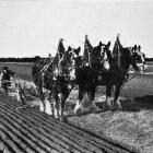 Mr John McFarlane's champion team of mares which took first place at the Drummond ploughing match...
