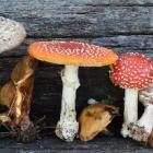Mushrooms come in a variety of colours, shapes and sizes, but their distinctive caps are only the...