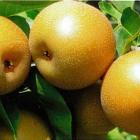 Nashi Pears. Photo Supplied