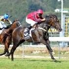Natuzzi leaves his North Island rivals in his dust as he wins the $50,000 Lightning Handicap at...