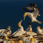 Chris Helliwell: Gannets