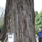 Neighbours Murray Little (left) and Peter Denton have applied to cut down the Wellingtonia tree...