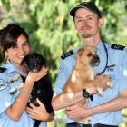 New SPCA Otago inspectors Sophia Tinirau, holding Dee-Dee, and Alex Walker, holding Smudge, are...