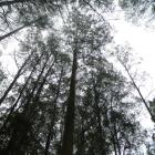 New Zealand's tallest tree, a mountain ash, has reached a height of 80.5m in the Orokonui...