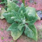 New Zealand spinach is hardier than generally thought. Photos by Gillian Vine.