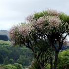 Ngai Tahu believe early and heavy flowering of ti kouka signifies hot summer conditions. Photos...